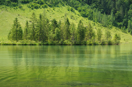 Trees Reflected in Lake Konigsee